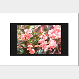 Pink Nerium oleander flower Posters and Art